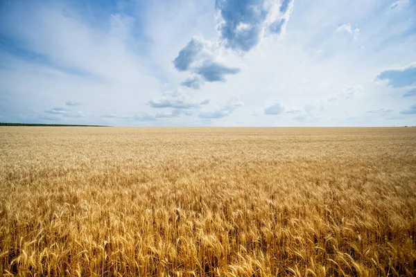 Золотое Пшеничное Поле Голубым Небом Облаками — стоковое фото
