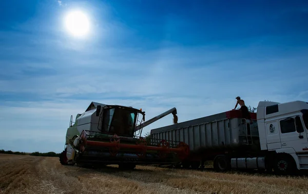 Harvester Combine Load Collected Wheat Grain Carrier Wheat Harvest Field — Foto de Stock