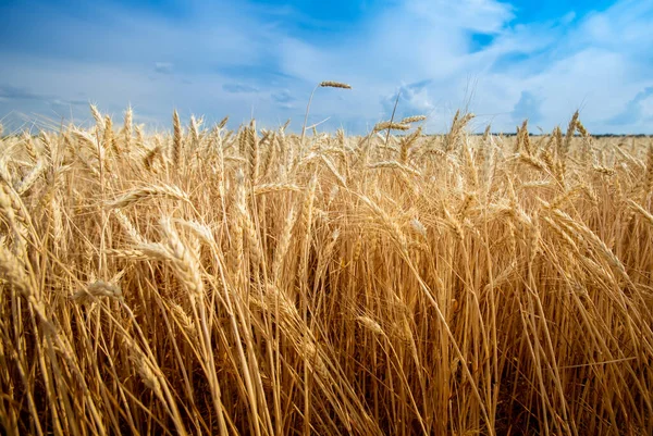 Золотое Пшеничное Поле Голубым Небом Облаками — стоковое фото