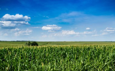 Mısırlar tarlada, mısırlar mavi gökyüzünde büyüdü.