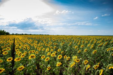 Güneşli bir günde ayçiçeği tarlası, mavi gökyüzündeki ayçiçekleri.