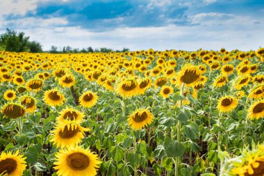 Field of sunflowers in sunny day, the sunflowers in the blue sky