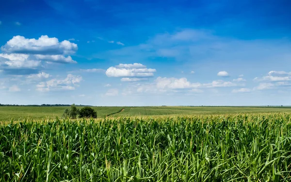 Kukuřice Rostla Poli Kukuřice Modré Obloze — Stock fotografie