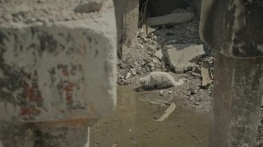 Rus füzeleri tarafından yıkılan bir binanın yıkıntıları arasında evsiz bir kedi.
