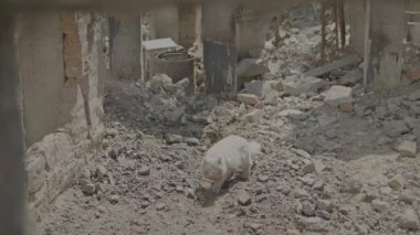Evsiz, pis kedi, Rus füzeleri tarafından yok edilen binada dolaşıyor.