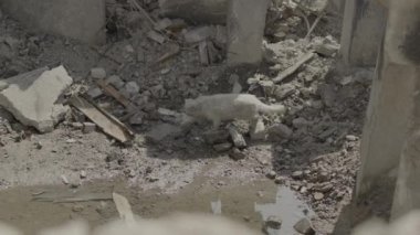 Evsiz, kirli kedi yıkılmış bir binanın kalıntılarındaki su birikintisinden su içiyor.