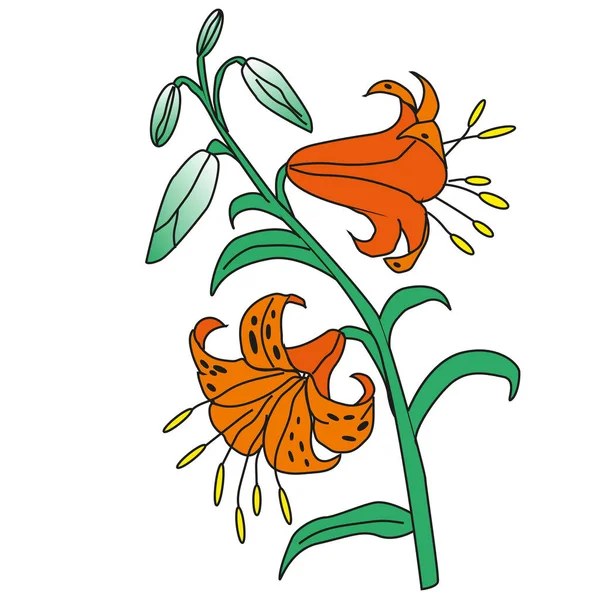 Fleurs Lis Fleuries Avec Feuilles Pétales Composition Florale Isolée Floraison — Image vectorielle