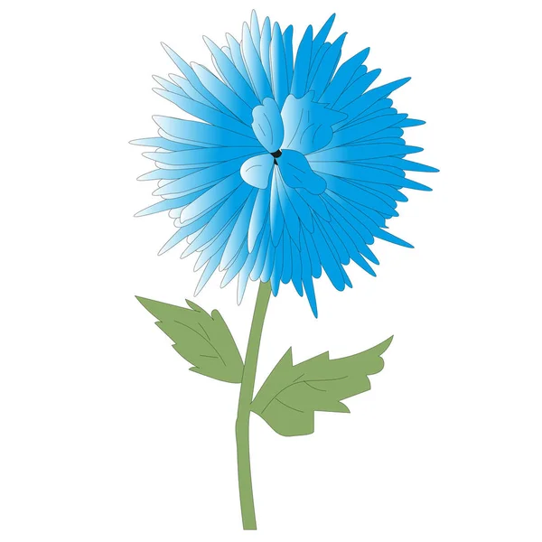 Aster Sur Fond Blanc Fleur Fleurs Une Marguerite Chrysanthème Automne — Image vectorielle