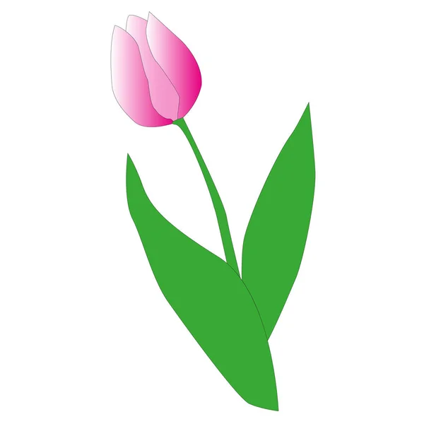 Vecteur Tulipes Des Tulipes Icône Plate Tulipe Mars Journée Des — Image vectorielle