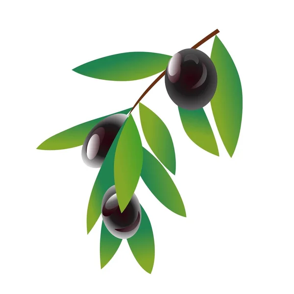 Simbol Minyak Pohon Zaitun - Stok Vektor
