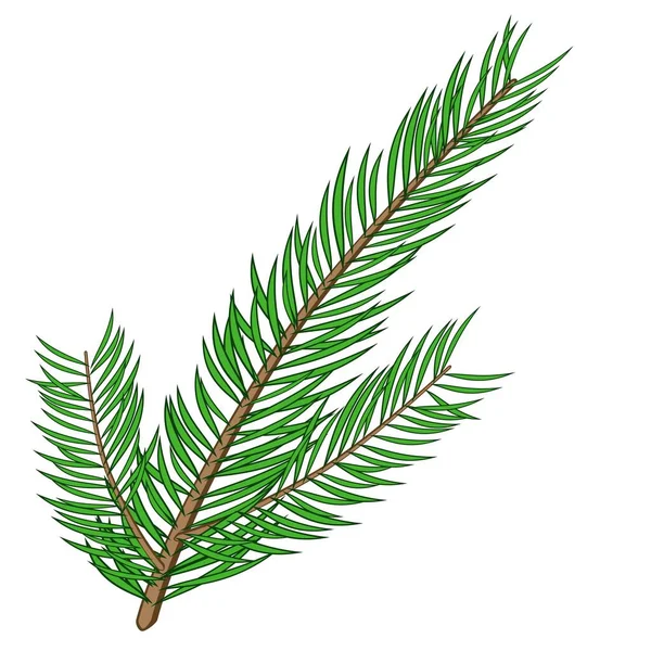 Branche Épicéa Pour Décoration Noël — Image vectorielle