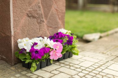 Yaz mevsimi, çiçek filizleri, kırsalda bir saksıda çiçekler