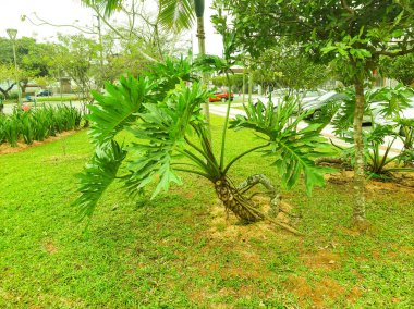 Parktaki tropik bitki örtüsü