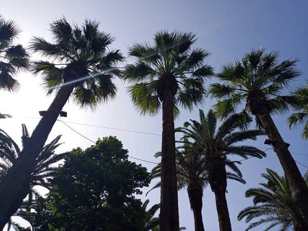 Palm Trees Beautiful Blue Sky Fresh Air — Stock Photo, Image