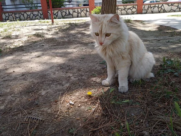 Şirin Sarı Kedi Sarı Bir Çiçeğe Bakıyor Kedi Severler Için — Stok fotoğraf