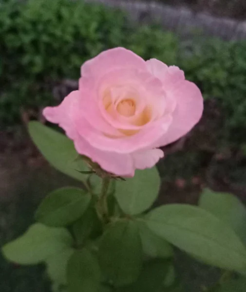 Freshly Bloomed Pink Rose — Stock Photo, Image