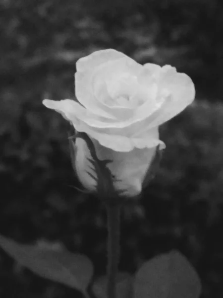 Freshly Bloomed White Rose Black White Photo Amazing Charming — Zdjęcie stockowe