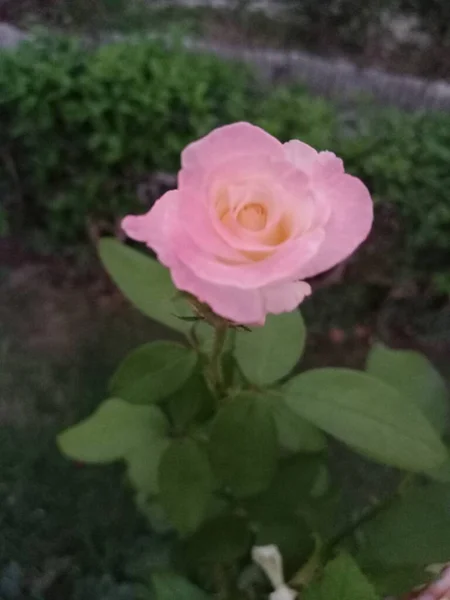 Čerstvě Kvetlá Růžová Růže Úžasná Příroda Krásná Květina Rozkvětu — Stock fotografie