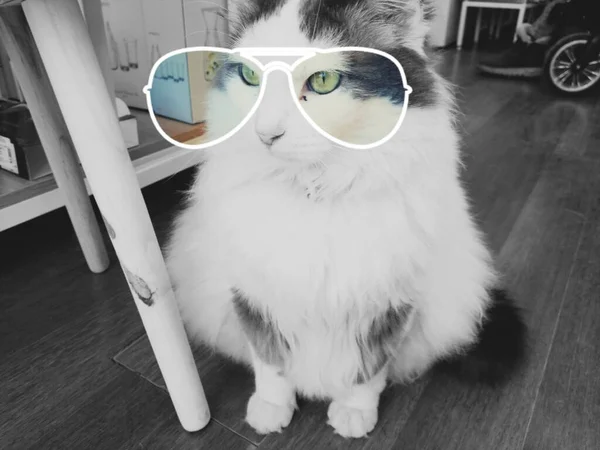 Katze Mit Brille Komisch Schöne Katze — Stockfoto