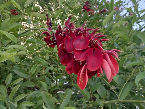 Erythrina Crista Galli Flor Vermelha Árvore Nome Turco Mercan Agaci — Fotografia de Stock