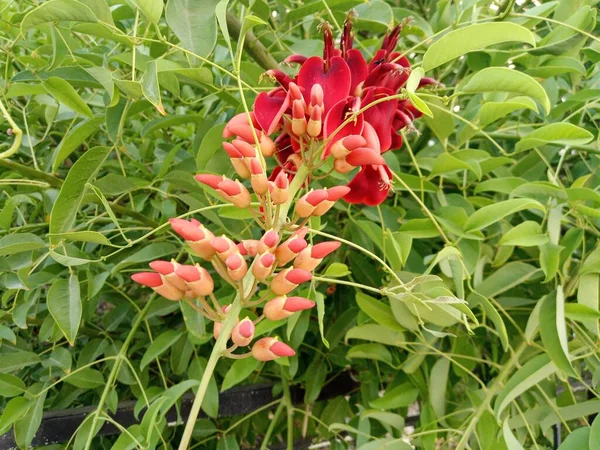 Erythrina Crista Galli Lindas Flores Vermelhas Árvore Nome Turco Mercan — Fotografia de Stock
