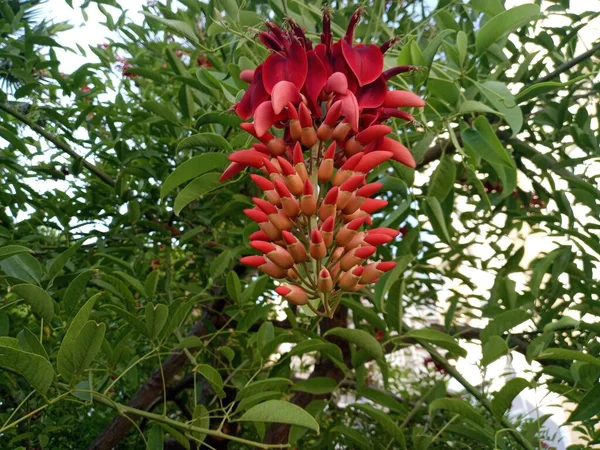 Erythrina Crista Galli Red Flowers Tree Turkish Name Mercan Agaci — Foto Stock