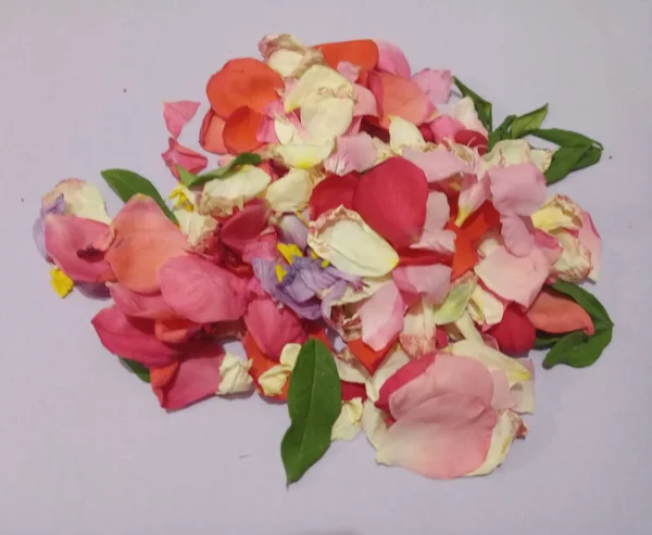 Colourful Rose Petals Fresh Natural — 스톡 사진