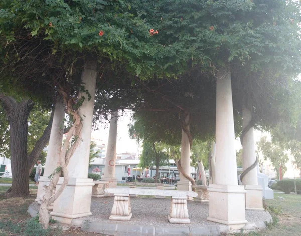 Public Camellia Beautiful Trees Camellia Peaceful View Place Bornova Izmir — Stockfoto