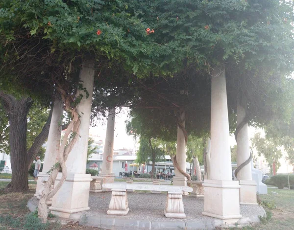 Public Camellia Beautiful Trees Camellia Peaceful View Place Bornova Izmir — Φωτογραφία Αρχείου