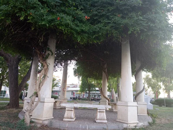 Public Camellia Beautiful Trees Camellia Peaceful View Place Bornova Izmir — Stockfoto