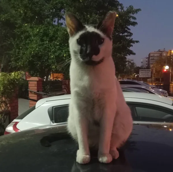 Fekete Foltos Macska Érdekes Macskaarc Nagyon Aranyos Lány Cat Kamerába — Stock Fotó