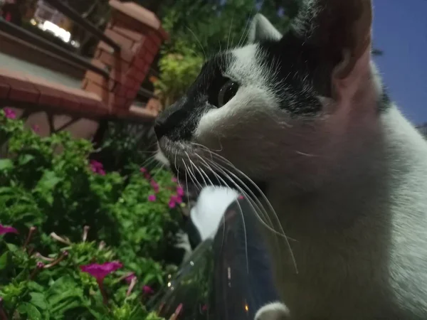 Cat with black spots on face. Very interesting cat face. Lovely and cute cat. She is looking other cats.