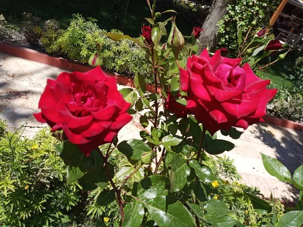Urocze Czerwone Róże Ogrodzie — Zdjęcie stockowe
