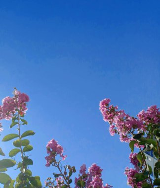  Lagerstroemia Indica, büyük pembe ağaç çiçekleri. Türkçe adı Pembe Oya Agaci. Lagerstroemia indica Coccinea