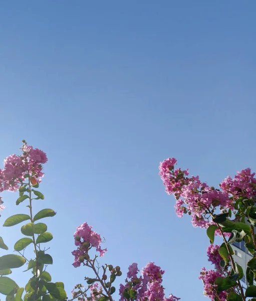 Lagerstroemia Indica Great Pink Flowers Tree Turkish Name Pembe Oya — Stock Photo, Image