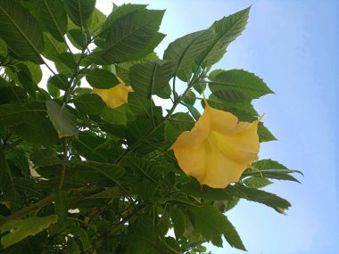 Meleğin trompet ağacı (Brugmansia aurea, Datura aurea), sarı çiçekli. O da güzel mavi gökyüzü.