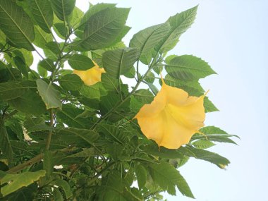 Meleğin trompet ağacı (Brugmansia aurea, Datura aurea), sarı çiçekli. Melekler trompet çalar.
