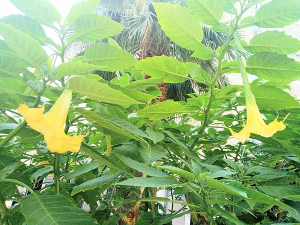 Angel Trumpet Tree Brugmansia Aurea Datura Aurea Yellow Flowers Charming — ストック写真