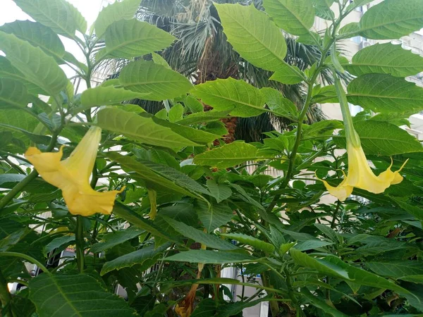 Angel Trumpet Tree Brugmansia Aurea Datura Aurea Yellow Flowers — Photo