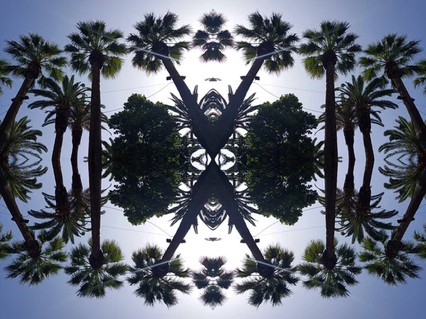 Palm Trees Mirror Effect Abstract Nature — Stock Photo, Image