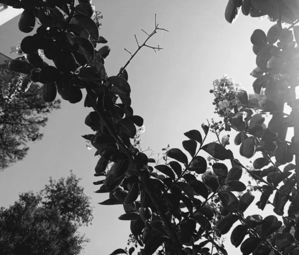 Lagerstroemia Indica Crape Myrtle Black White Photograph Tree Flower — Stock Photo, Image