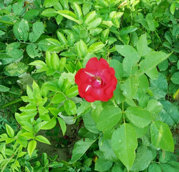 Beautiful Red Rose Spring Time Amazing Red Rose — Photo