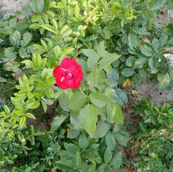 Beautiful Red Rose Spring Time — Photo