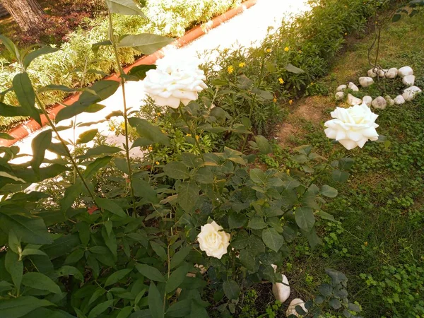 Beautiful white roses in the garden. Roses smell so good.