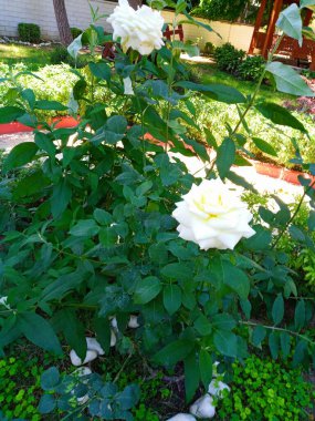 Beautiful white roses in the garden. Bloomed roses.