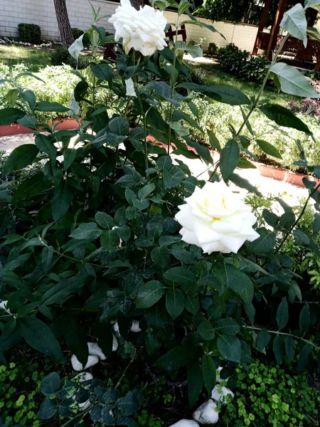 Beautiful White Roses Garden Bloomed Roses Fresh White Rose — Zdjęcie stockowe