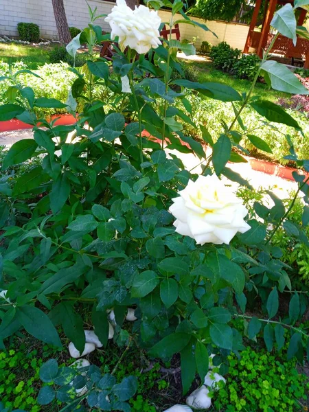 Красиві Білі Троянди Саду Розквітлі Троянди — стокове фото