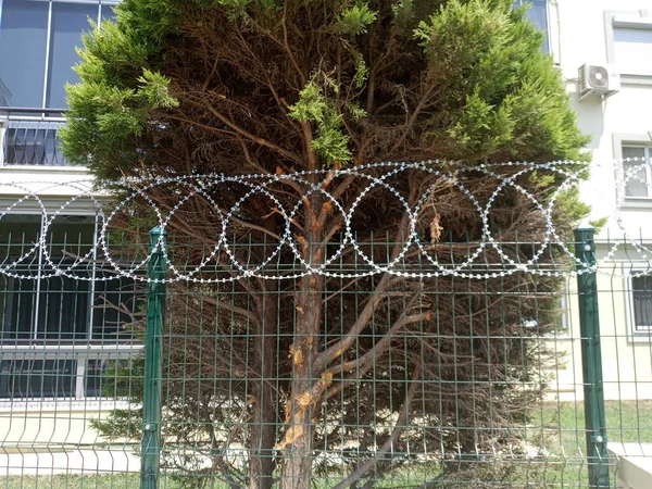 Flat wrap razor wire as security fence. Protection.