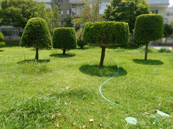 Geometric Shaped Trees Also Beautiful Grass — 图库照片
