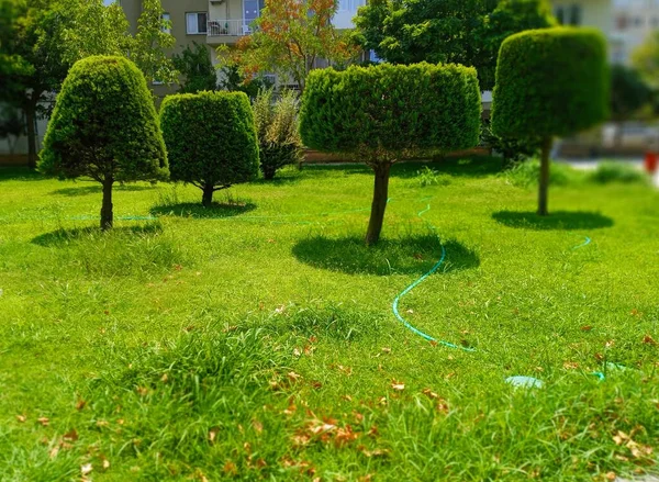 Geometric Shaped Trees Beautiful Green Park — Stok fotoğraf